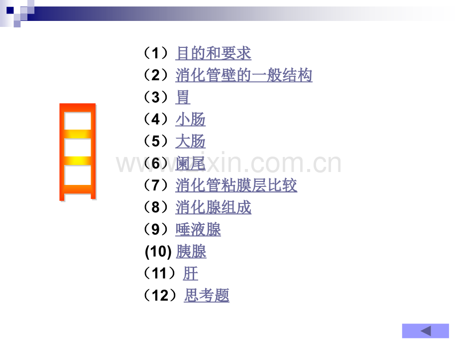 内分泌系统消化系统.ppt_第2页