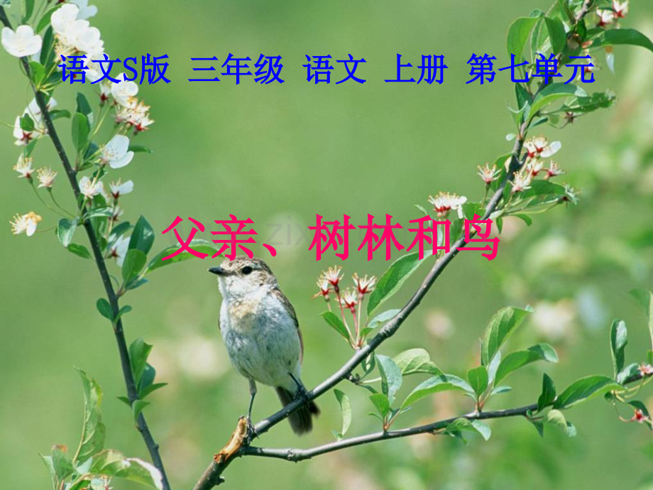 上课用《父亲、树林和鸟》.ppt_第1页