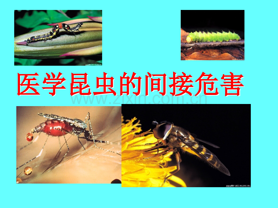 医学昆虫概论.ppt_第1页