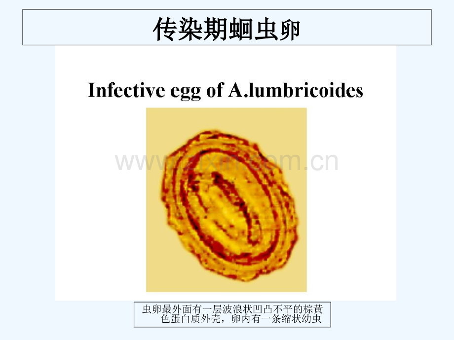 寄生虫标本考试图谱-PPT.ppt_第2页