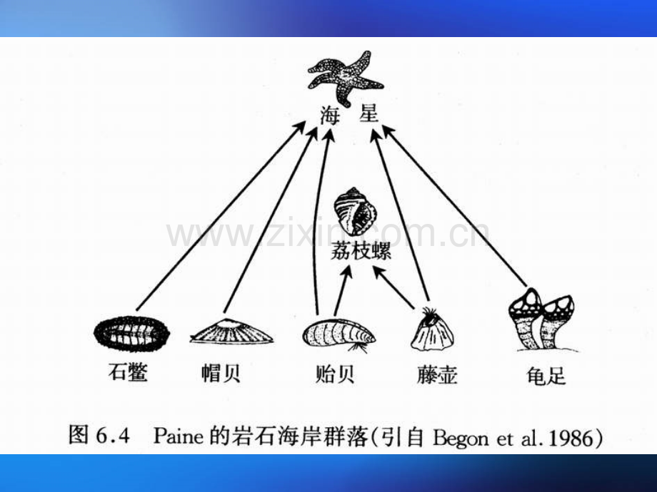Q1群落、结构和稳定性..ppt_第2页