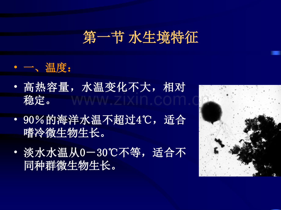 4水微生物.ppt_第2页