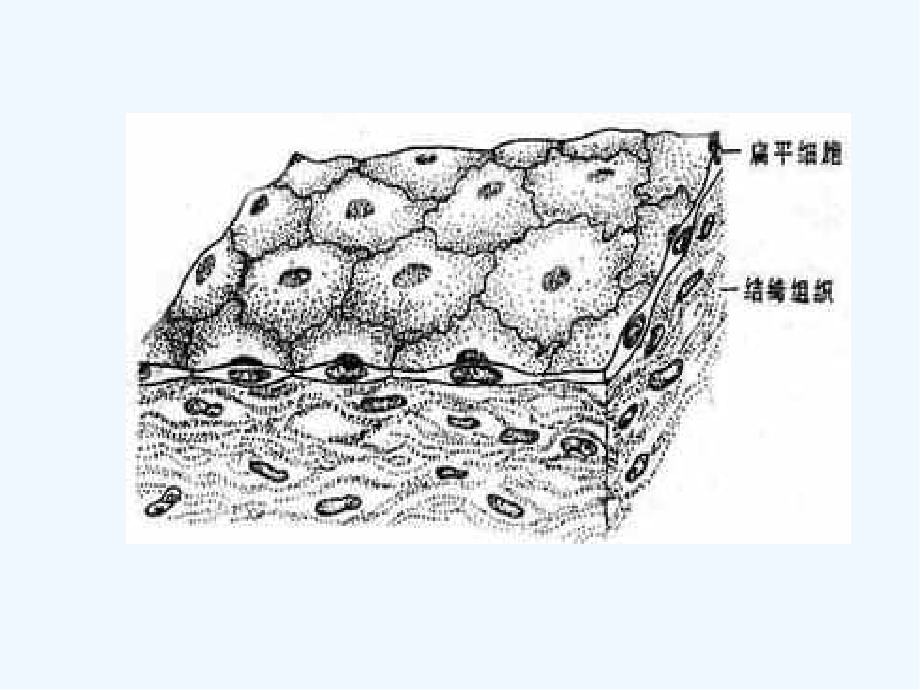 第一章人体的基本结构上皮结缔.pptx_第2页