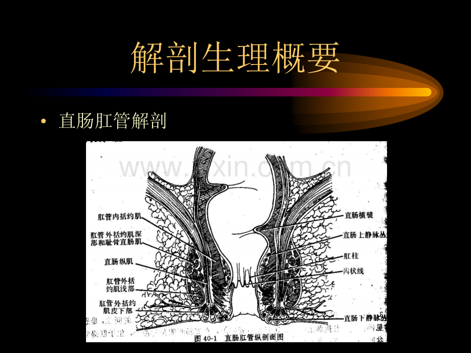 直肠肛管疾病..ppt_第2页