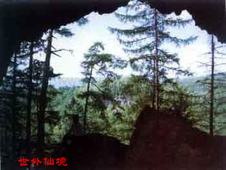 11地下森林断想.ppt_第2页