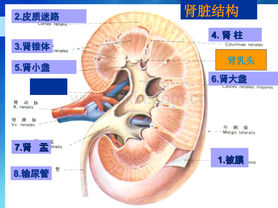 核医学泌尿描述.ppt_第2页