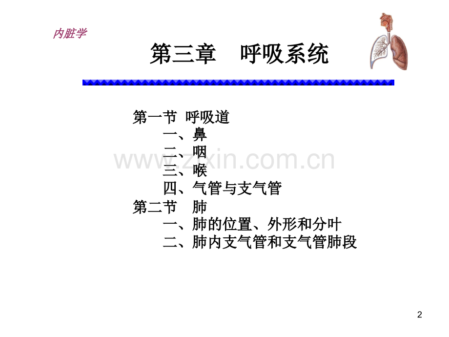 左主支气管.ppt_第2页