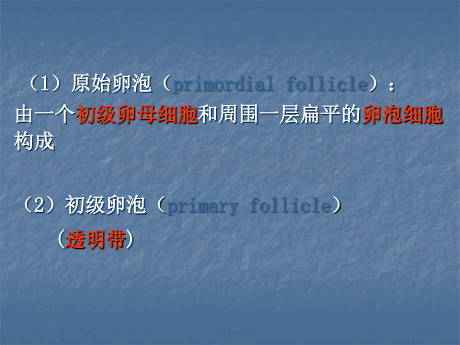 2018年卵巢和睾丸组织结构观察-文档资料.ppt_第2页