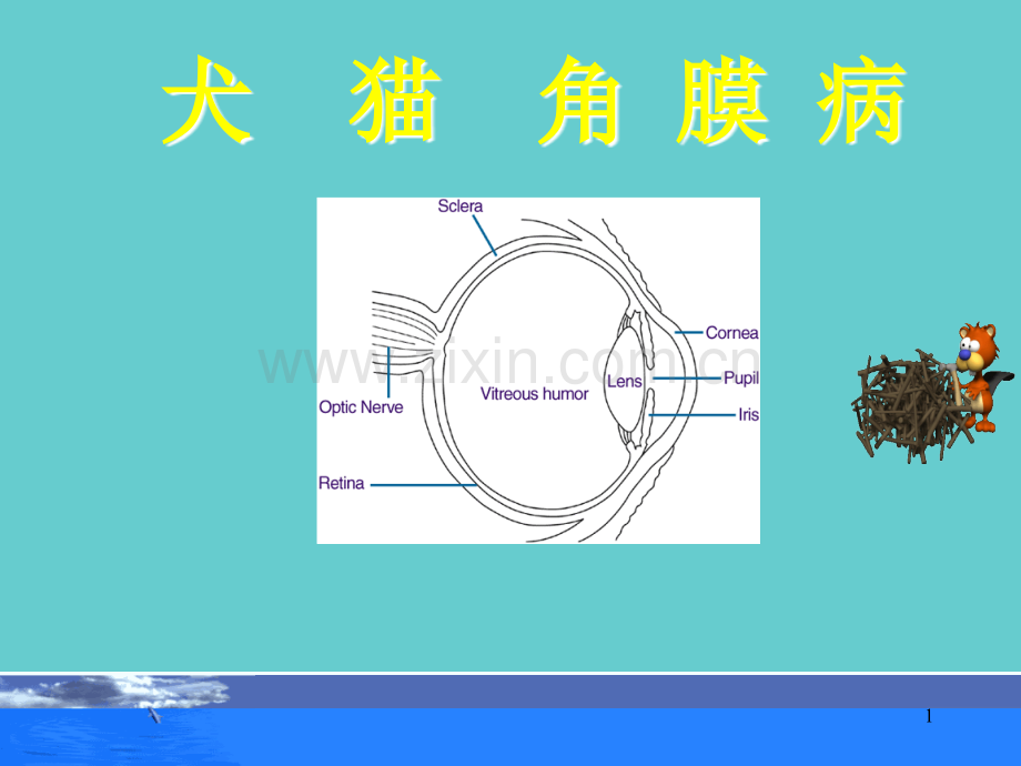 犬猫角膜病.ppt_第1页