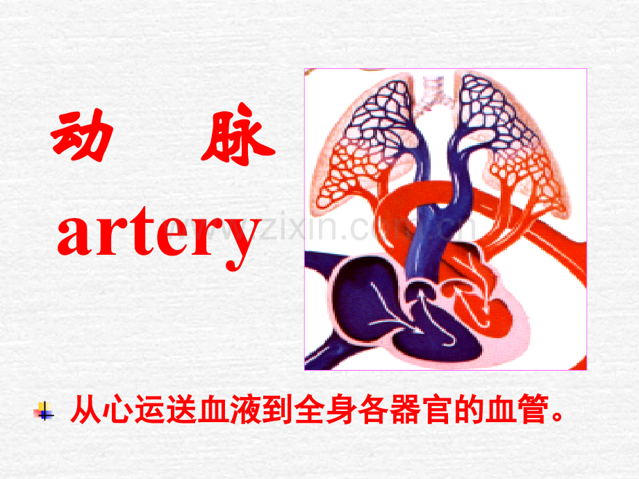 系统解剖学动脉共40页PPT资料.ppt_第2页