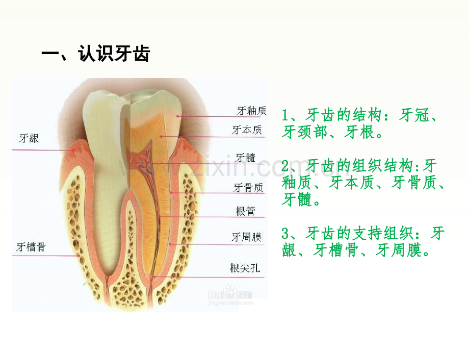 口腔基础知识.ppt_第2页