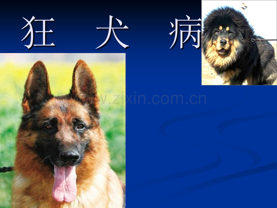 狂犬病课件.ppt_第1页