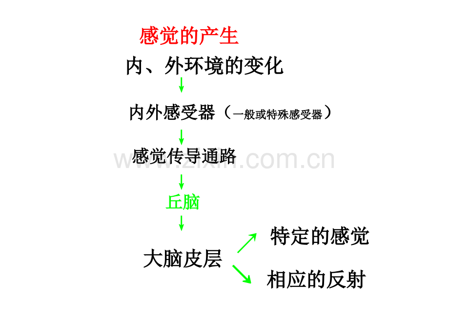 生理学杨莉神经系统功能二.ppt_第2页