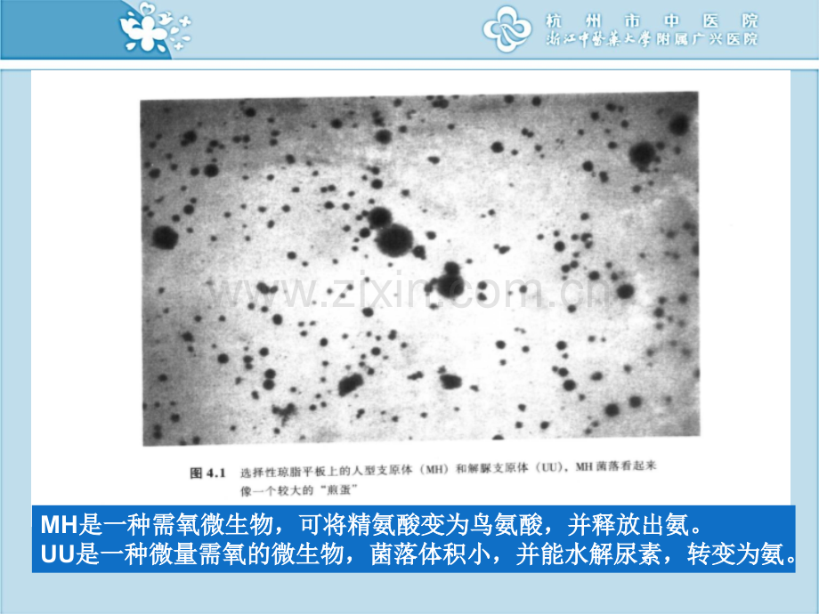 非典型病原体感染.ppt_第2页