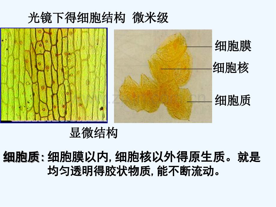 细胞的基本结构细胞器系统内的分工合作-PPT.pptx_第2页
