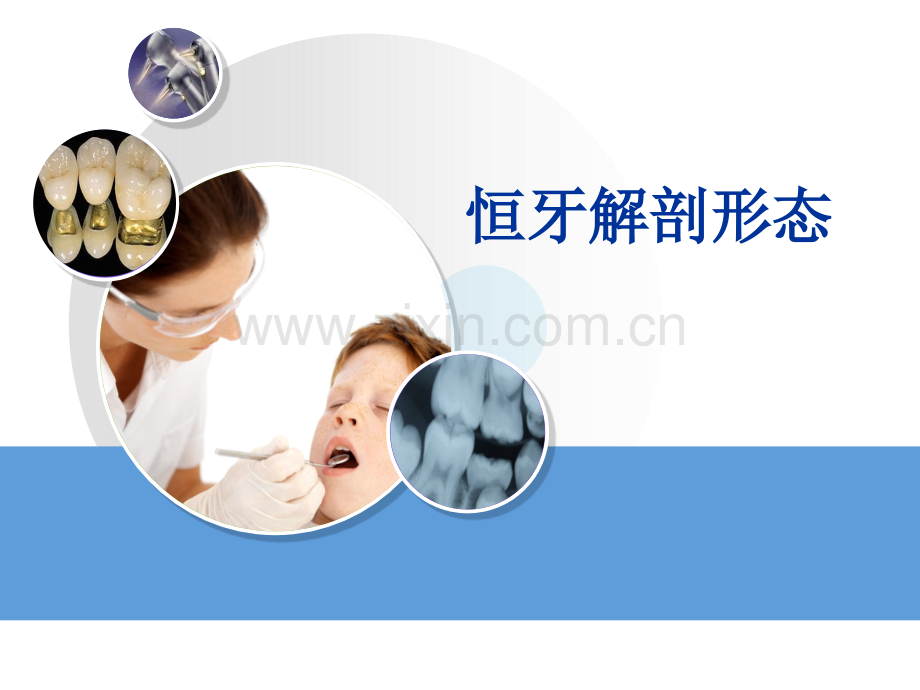 恒牙解剖形态.ppt_第2页
