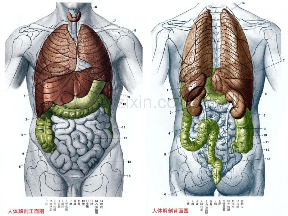 高中生物必修三人体结构图-人教版.ppt_第2页