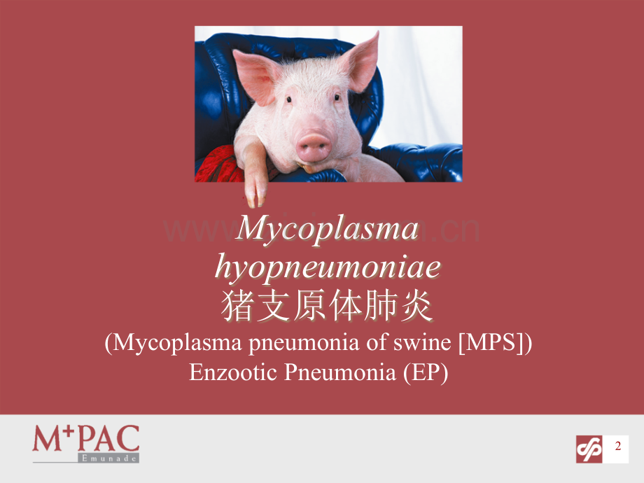 猪肺炎支原体的免疫时机及疫苗的选择.ppt_第2页