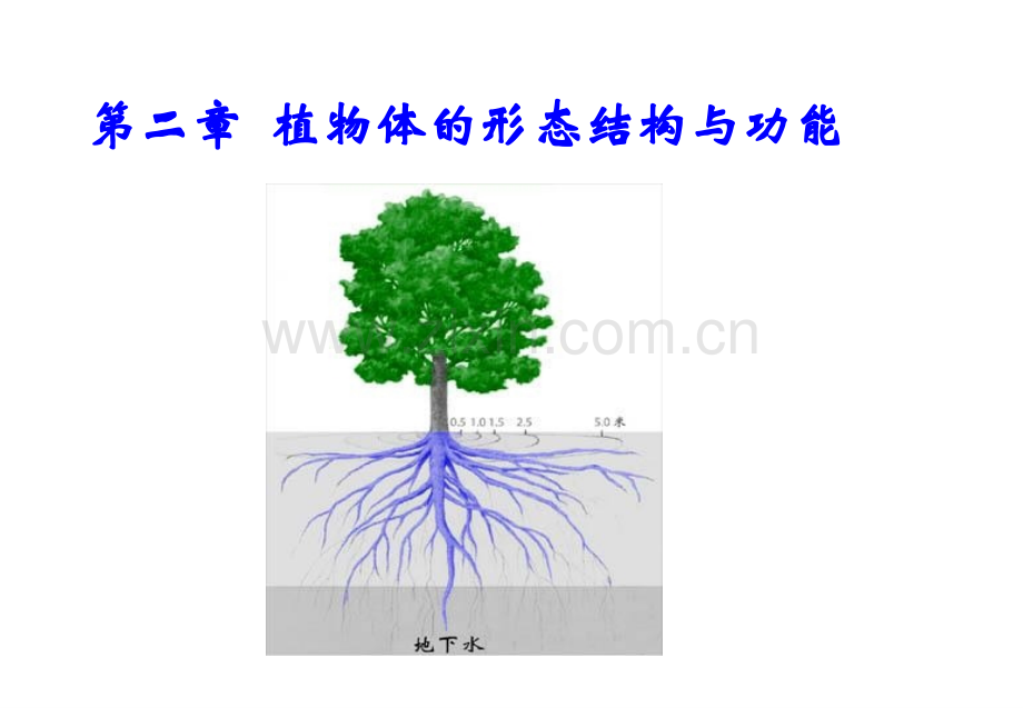 植物体的形态结构与功能.ppt_第1页