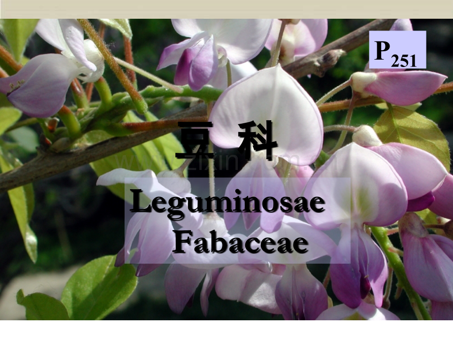 药用植物学-豆科ppt.ppt_第1页