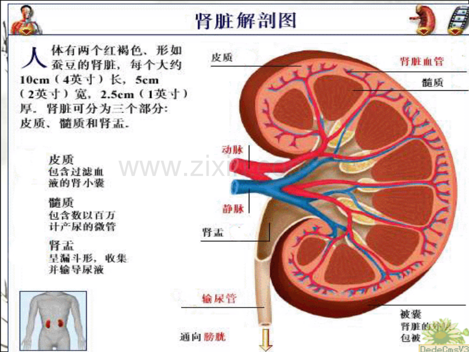 肾输尿管结石课件-PPT.ppt_第2页