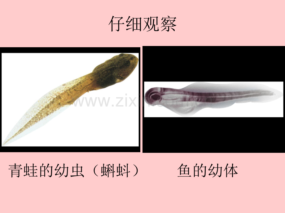 三年级科学上册《鲫鱼与青蛙》课件.ppt_第2页