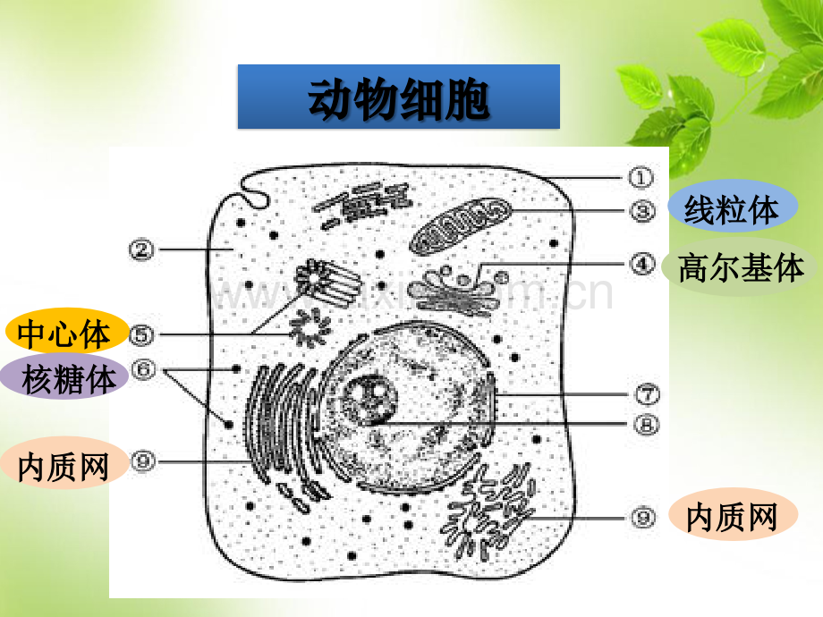 高中生物必修一细胞器第二课时分泌蛋白的合成和运输.ppt_第2页