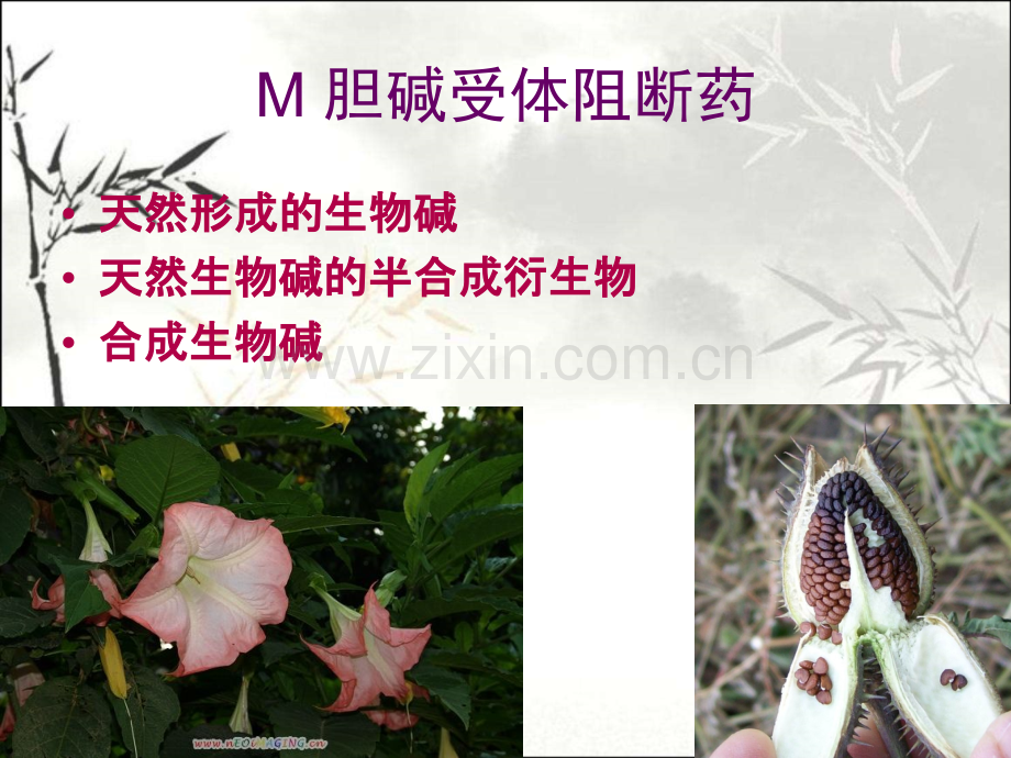 胆碱受体阻断药.ppt_第2页