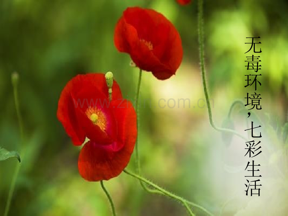 无毒环境-七彩生活.ppt_第1页