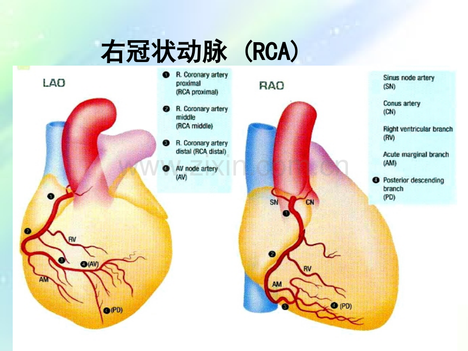 冠脉解剖简析及冠脉造影体位解读-PPT.ppt_第2页