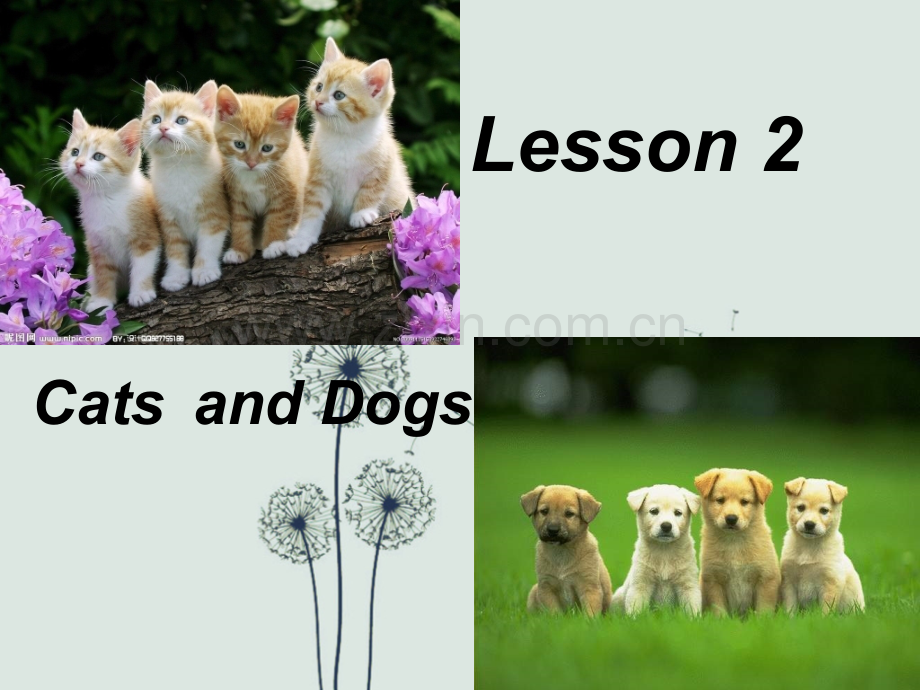 新版冀教版小学英语三年级下册lesson2-cats-and-dogs-课件ppt.ppt_第1页