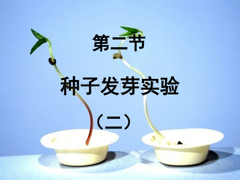 种子发芽实验-PPT.ppt_第1页