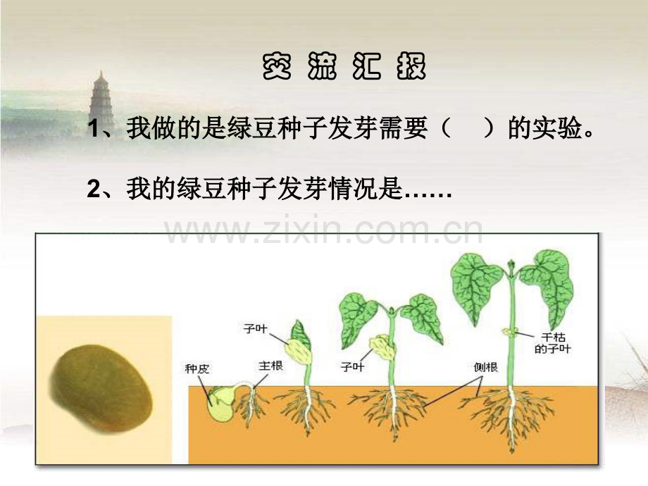 种子发芽实验-PPT.ppt_第2页