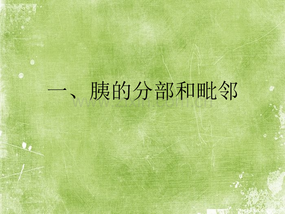 胰腺断层解剖ppt.ppt_第2页