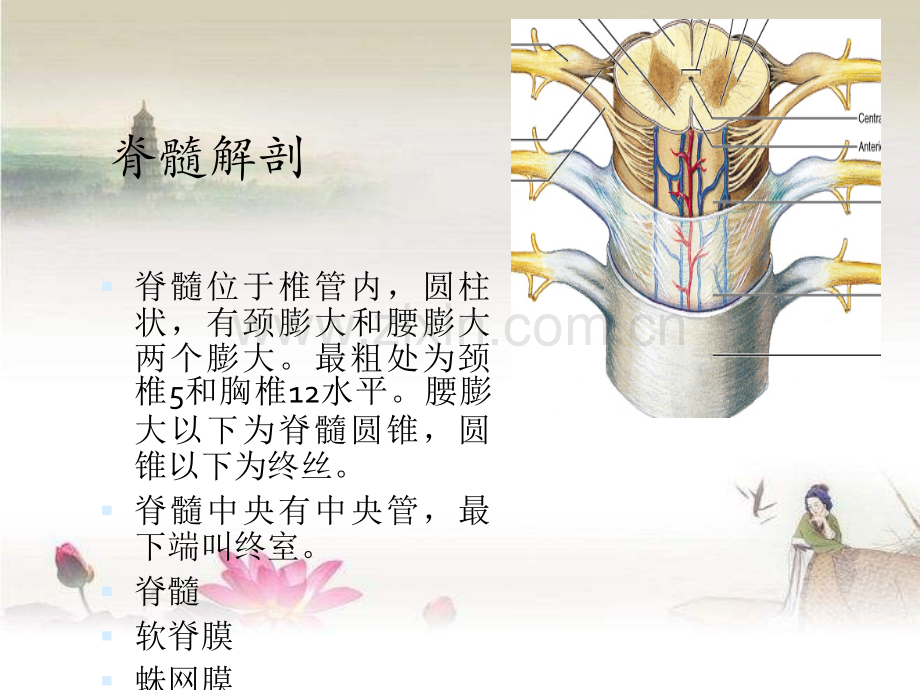 脊髓肿瘤.ppt_第2页