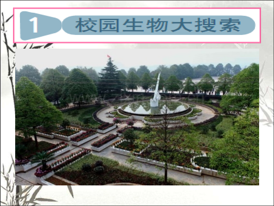 教科版科学六年级上册《校园生物大搜索》PPT.ppt_第1页