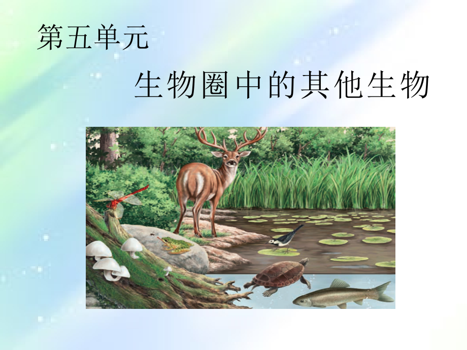 腔肠动物和扁形动物课件-PPT.ppt_第1页