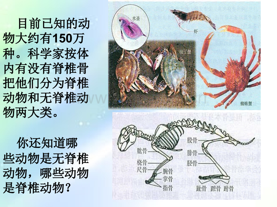 腔肠动物和扁形动物课件-PPT.ppt_第2页