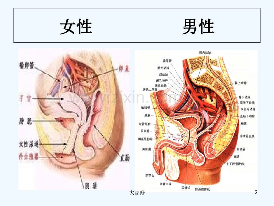 尿失禁护理-PPT.ppt_第2页