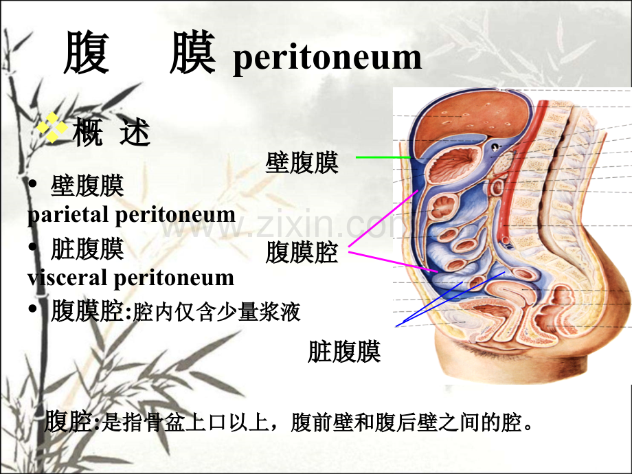 腹膜解剖ppt课件.ppt_第1页