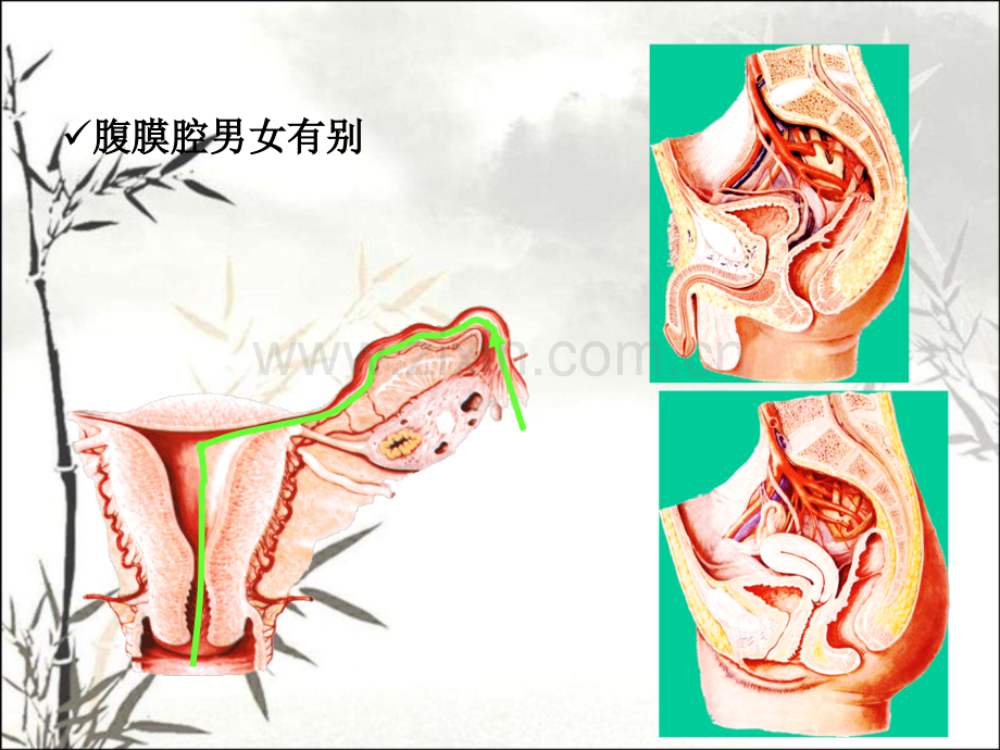 腹膜解剖ppt课件.ppt_第2页