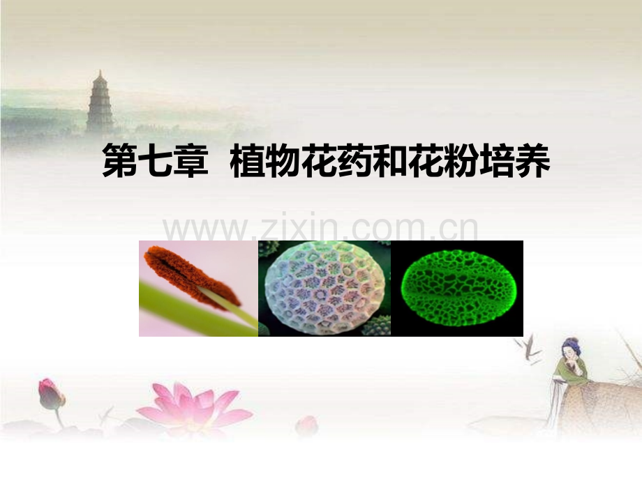 植物花药和花粉培养.ppt_第1页