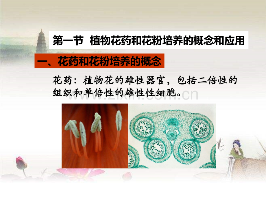 植物花药和花粉培养.ppt_第2页