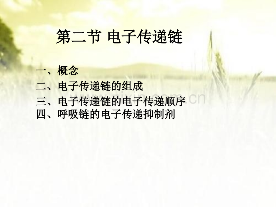 电子传递链ppt.ppt_第1页