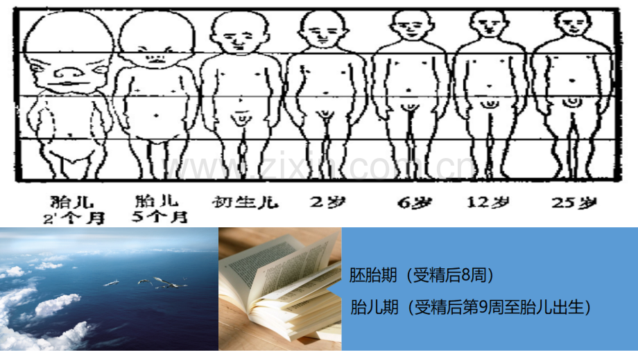 颅颌面生长发育.ppt_第2页