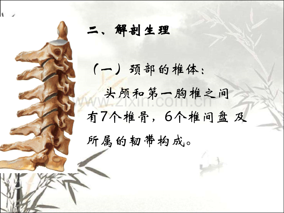 颈椎病的解剖与推拿ppt课件.ppt_第2页