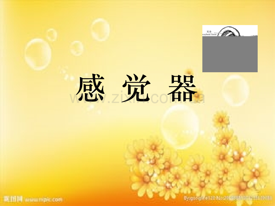 眼睛结构详细图解ppt.ppt_第1页