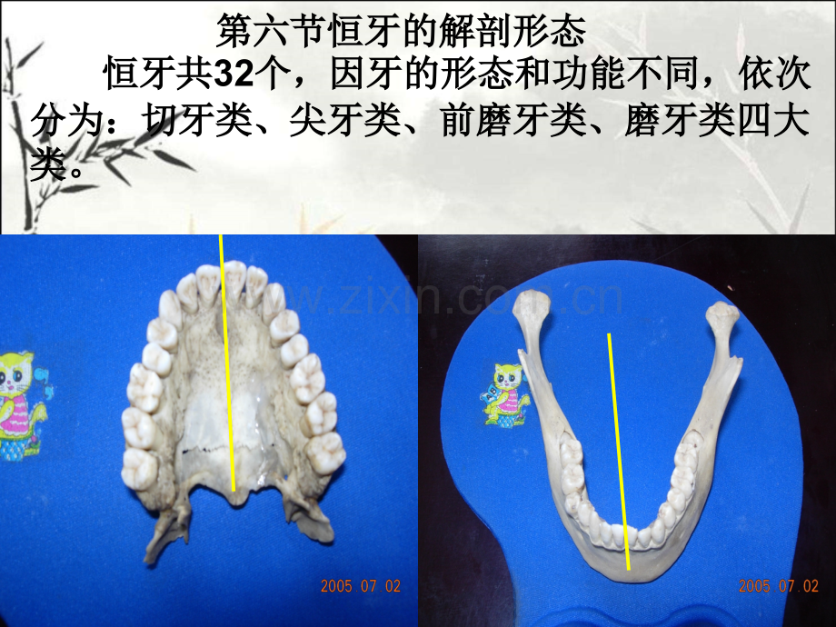 口腔切牙解剖形态ppt课件.ppt_第1页