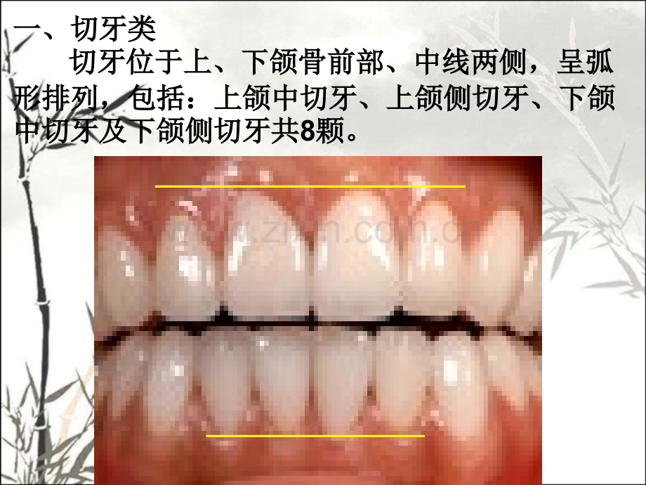 口腔切牙解剖形态ppt课件.ppt_第2页