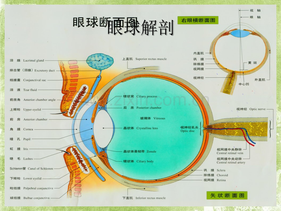 眼底病图谱ppt.ppt_第2页